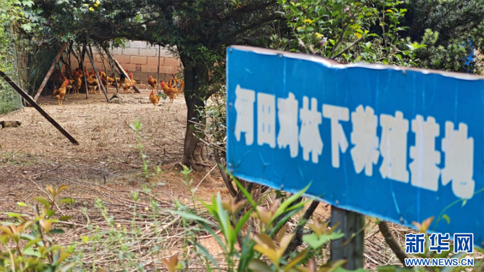 福建長?。杭t土地飛出“金鳳凰”