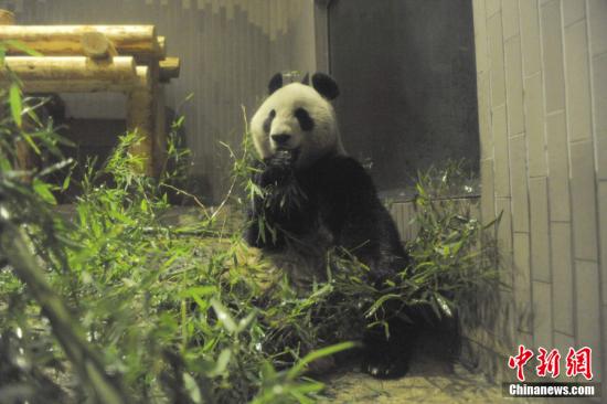 2011年2月22日，日本東京，雌性大熊貓“仙女”（“真真”）在上野動(dòng)物園內(nèi)。