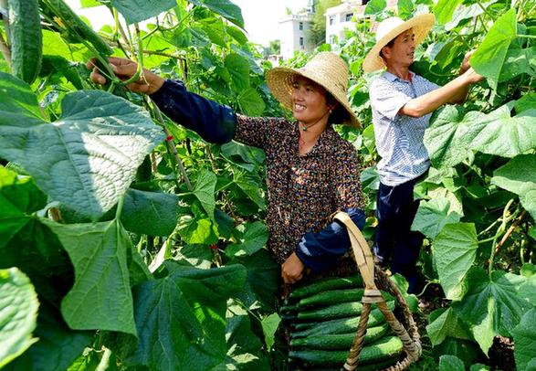 （走基層 聽(tīng)民聲）（2）福建長(zhǎng)?。何羧斩d坡地 今日花果山