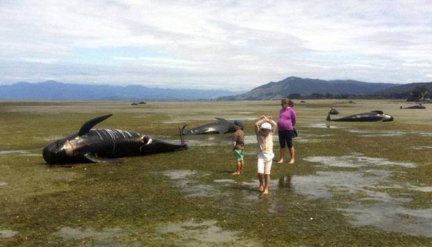 鯨魚(yú)擱淺新西蘭海灘 逾百條死亡