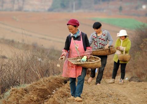 （社會(huì)）（1）黔西北高原忙春耕