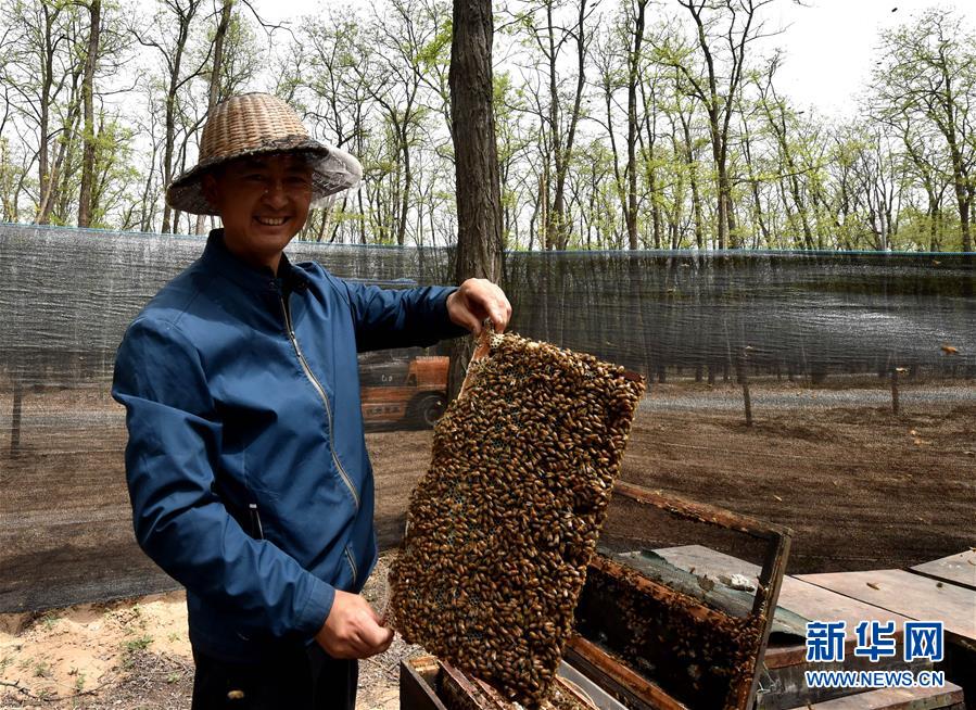 （在習近平新時代中國特色社會主義思想指引下——新時代新氣象新作為·圖文互動）（4）河南民權：三代造林人接力68年播綠黃河故道