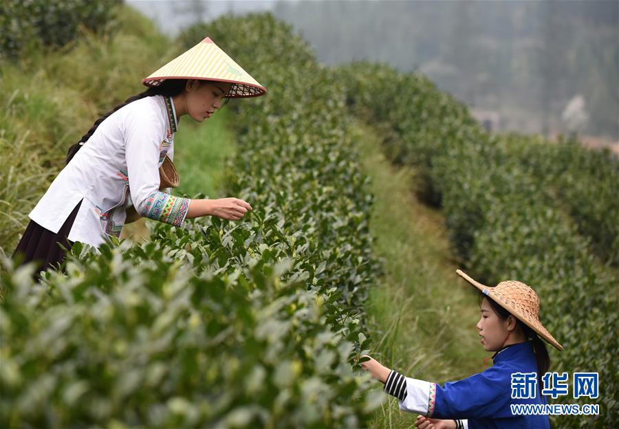 （經(jīng)濟(jì)）（2）貴州春茶陸續(xù)開采