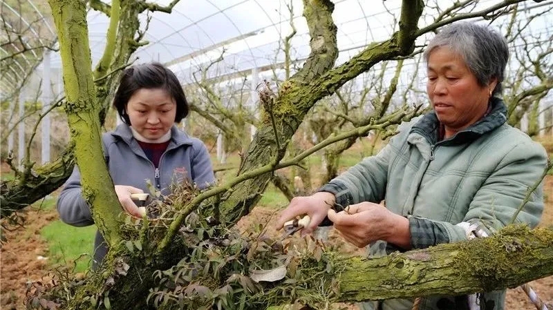 在建寧縣溪口鎮(zhèn)高圳村圍下嘴黃花梨種植基地，陳春花正在采收鐵皮石斛.webp.jpg