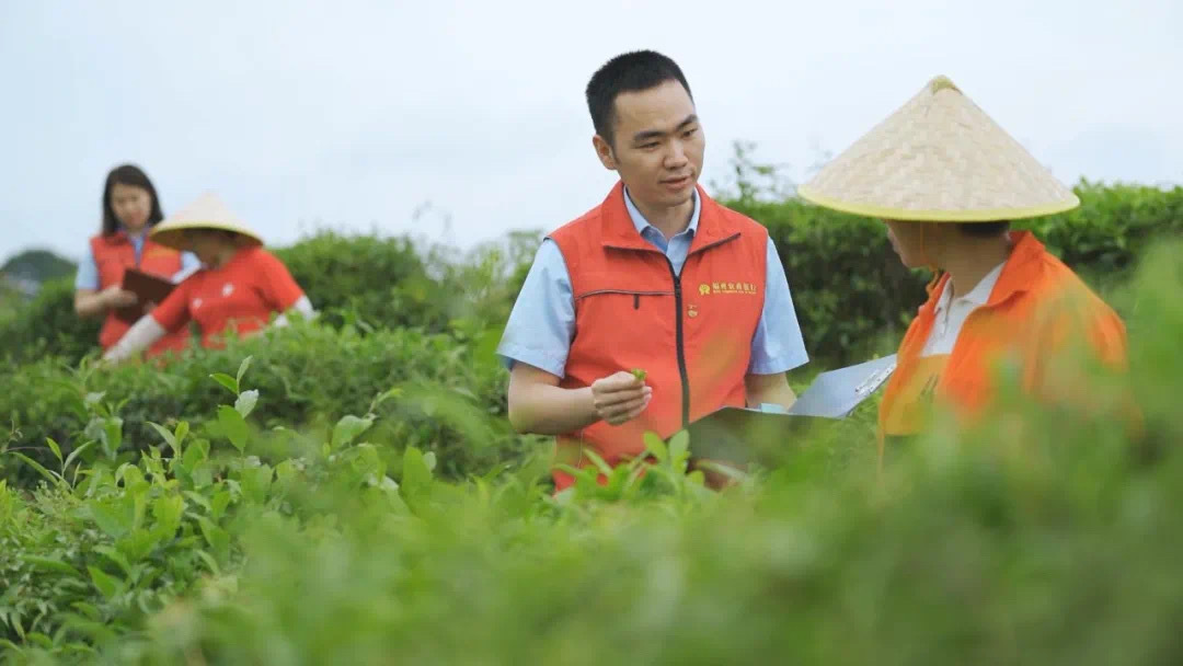 福州農商銀行金融助理在茉莉花茶園向茶農了解茉莉花種植情況。.jpg