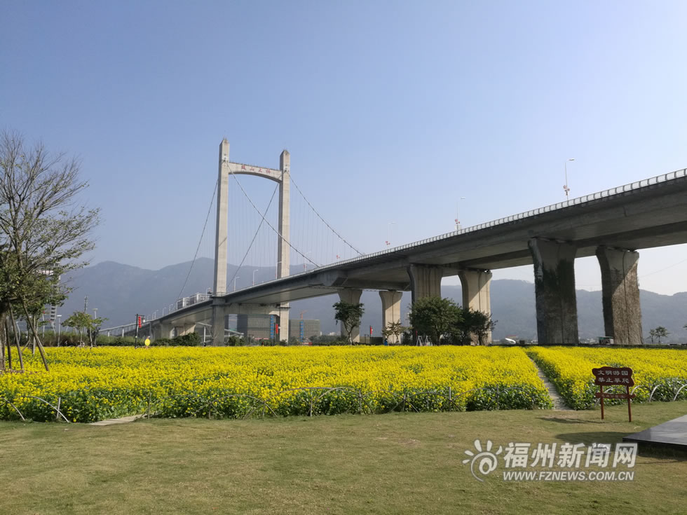 “福州藍(lán)”下，福州公園成金色花海