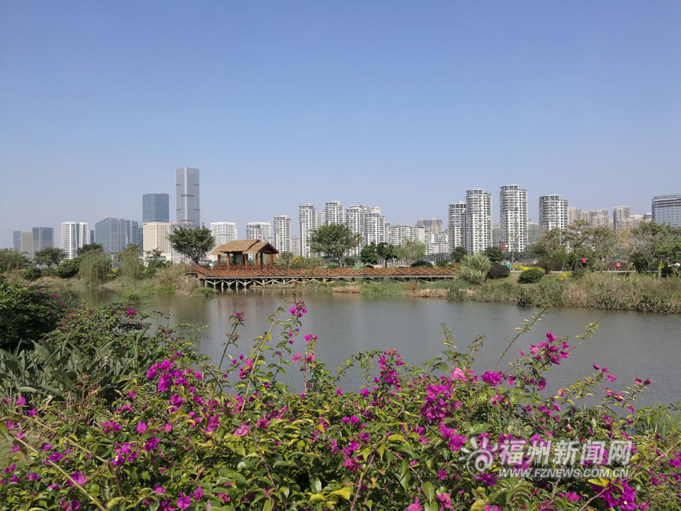 “福州藍(lán)”下，福州公園成金色花海