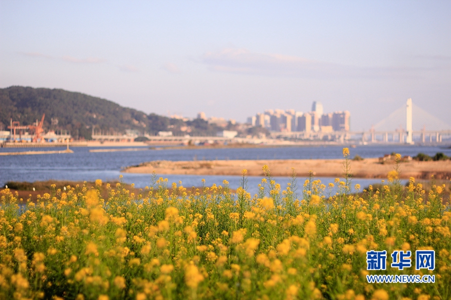 福州花海公園油菜花盛放　春節(jié)接待游客約20萬人